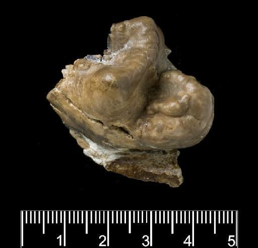 Arcanotherium savagei (Court, 1995) - M82165 Rm3