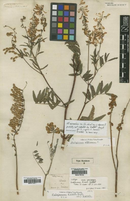 Hedysarum boreale Nutt - BM000793108 (2)