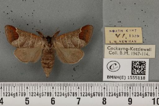 Clostera curtula ab. rufescens Lempke, 1937 - BMNHE_1555118_249414