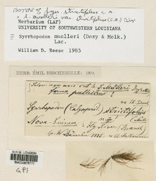 Syrrhopodon muelleri (Dozy & Molk.) Sande Lac. - BM000675777