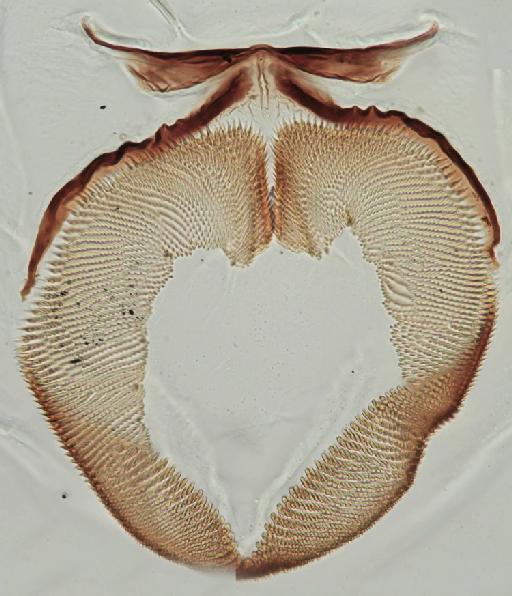 Simulium (Gomphostilbia) baisasae Delfinado, 1962 - 010194585_S_F_berghei_Larva_Anal sclerite