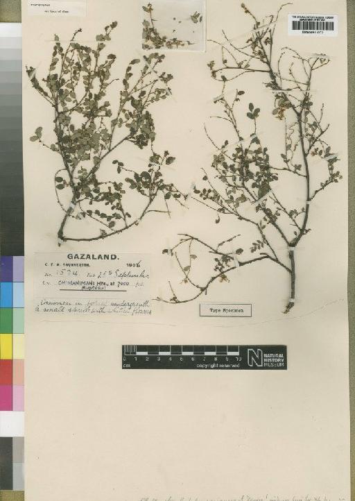 Phyllanthus hutchinsonianus Moore - BM000911072