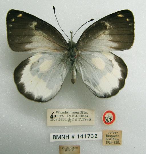 Delias mariae Joicey & Talbot, 1916 - BMNH(E)141732_Delias mariae_ J