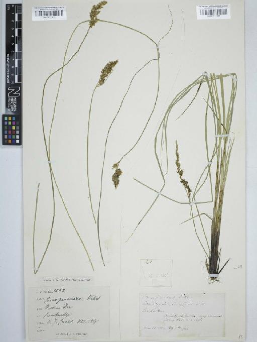 Carex appropinquata Schumach. - BM001111559 carex