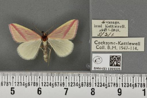 Rhodometra sacraria ab. sanguinaria Esper, 1799 - BMNHE_1599335_299720