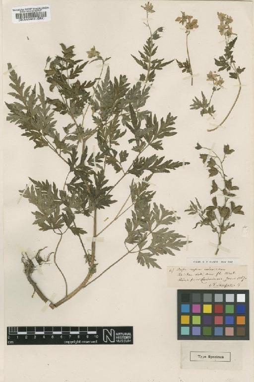 Delphinium anthriscifolium Hance - BM000565682