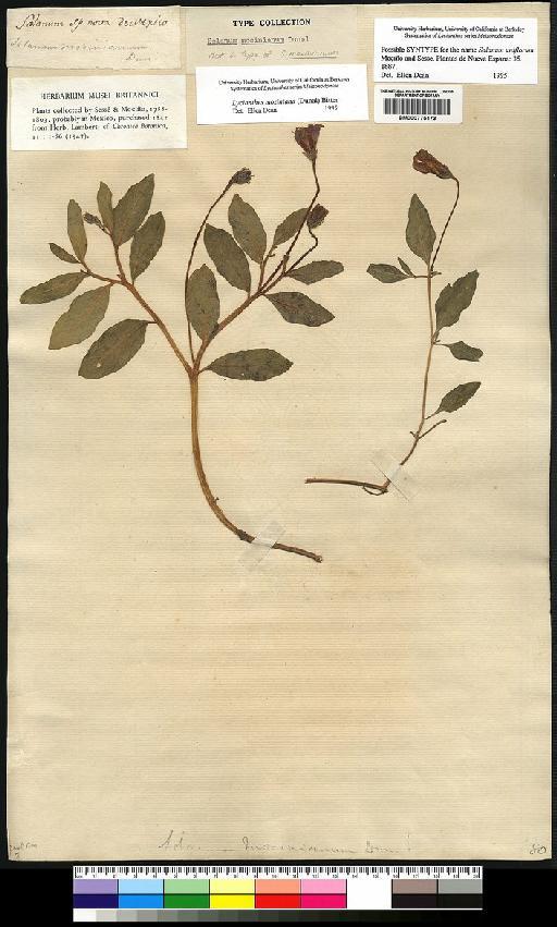 Lycianthes moziniana (Dunal) Bitter - Spruce - BM000775173