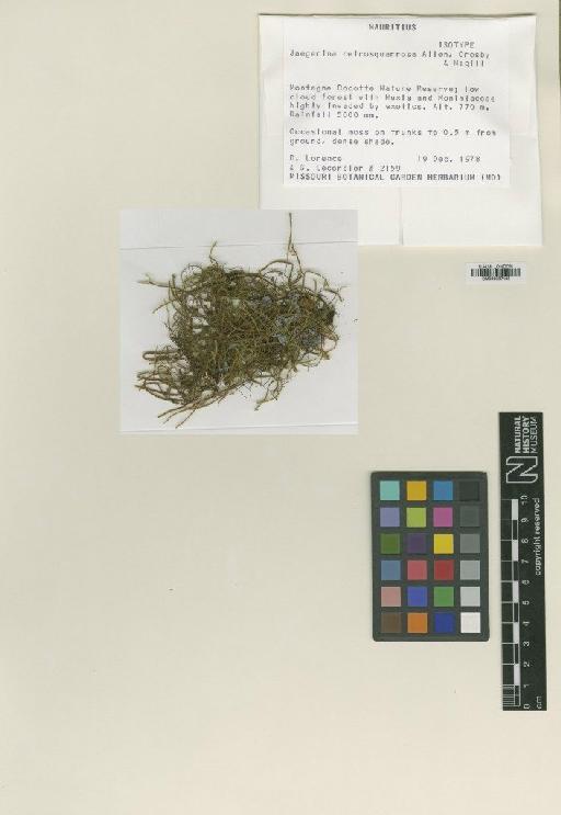 Jaegerina retrosquarrosa B.H.Allen, Crosby & Magill - BM000987138