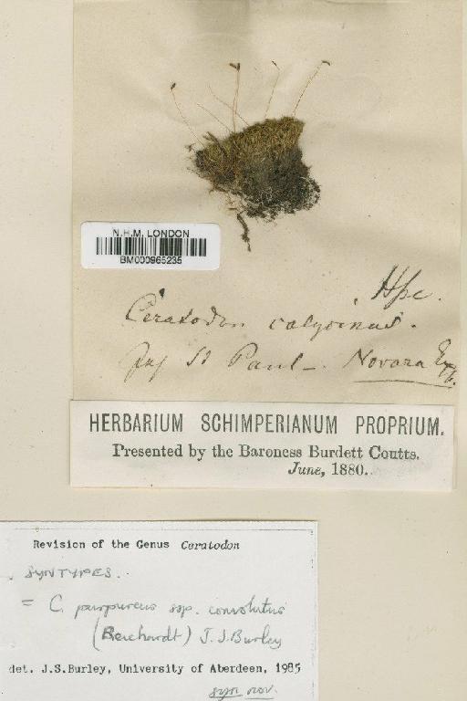 Ceratodon purpureus (Hedw.) Brid. - BM000965235
