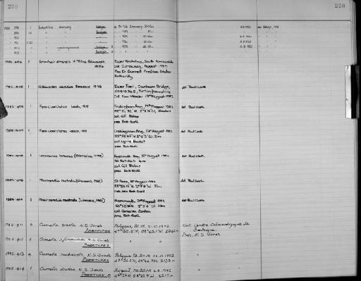 Cumella erecta Jones, 1984 - Zoology Accessions Register: Crustacea: 1976 - 1984: page 220
