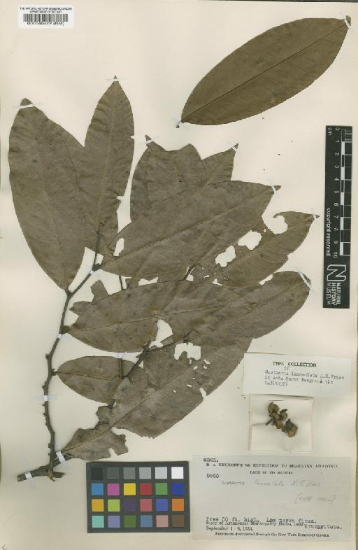 Guatteria punctata (Aubl.) R.A.Howard - BM000546422