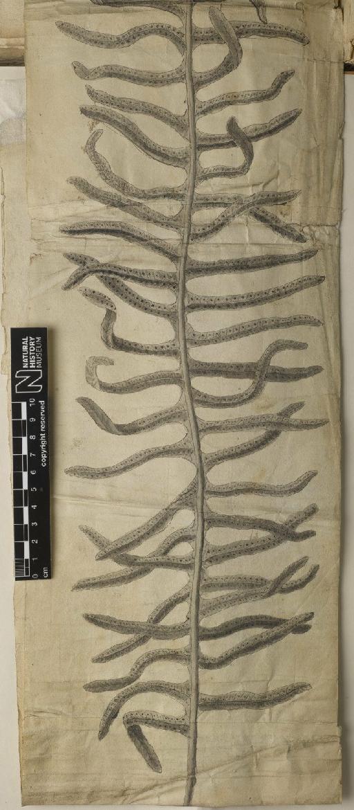 Polypodium pectinatum L. - BM000589285_a