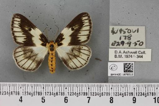 Abraxas grossulariata (Linnaeus, 1758) - BMNHE_1878522_437562