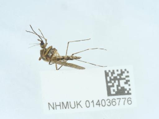 Aedes (Ochlerotatus) annulipes (Meigen, 1830) - 014036776_1