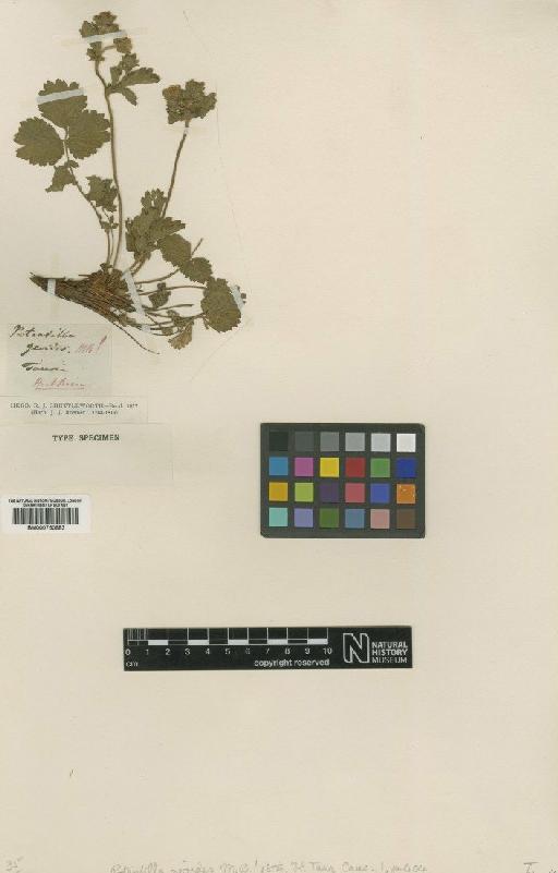 Potentilla geoides M.Bieb. - BM000750683