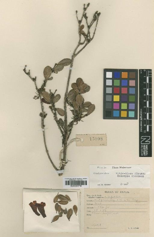Rhododendron vitis-idaea Sleumer - BM000996749
