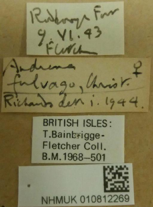 Andrena (Chrysandrena) fulvago (Christ, 1791) - Andrena_fulvago-NHMUK010812269-female-labels