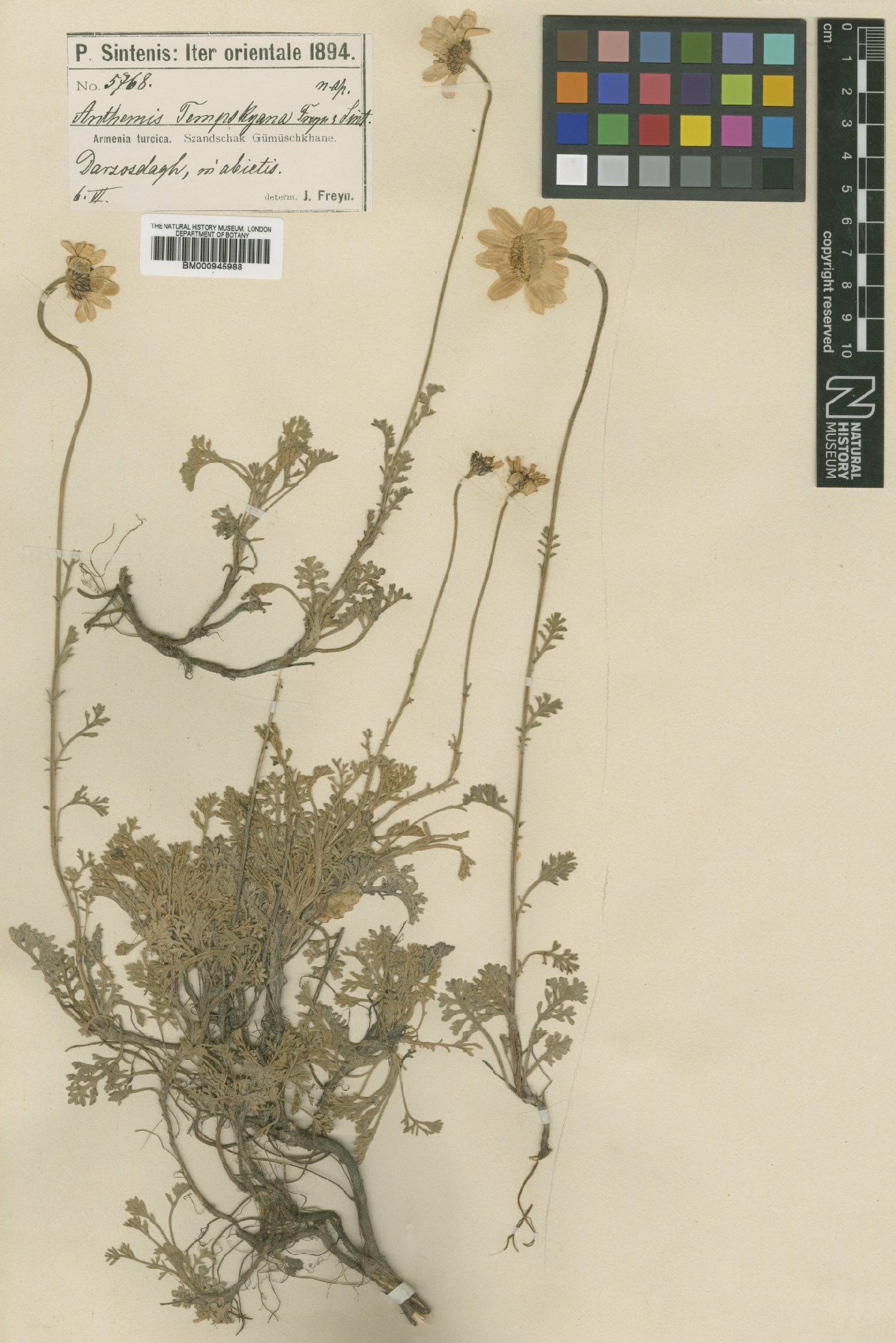 To NHMUK collection (Anthemis cretica subsp. albida (Boiss.) Grierson; Type; NHMUK:ecatalogue:474271)