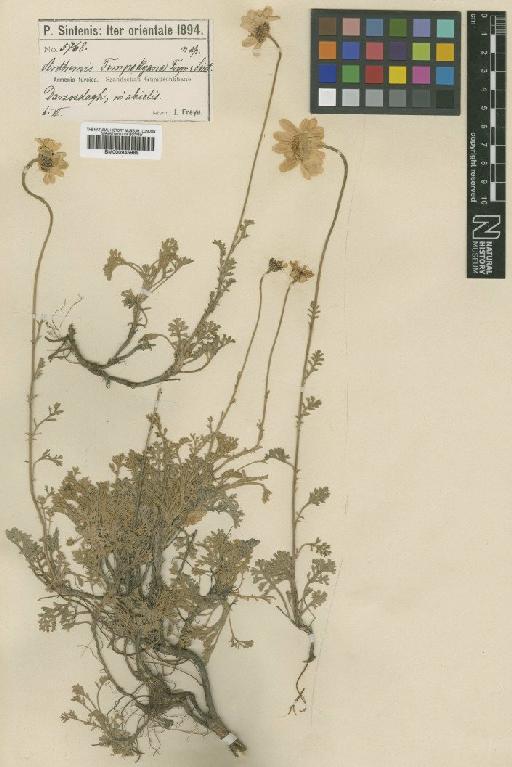 Anthemis cretica subsp. albida (Boiss.) Grierson - BM000945988