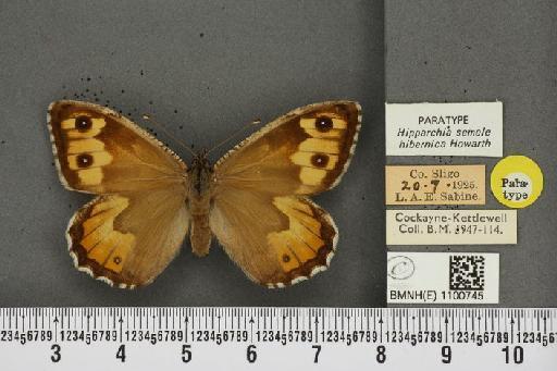 Hipparchia semele hibernica Howarth, 1971 - BMNHE_1100745_11836