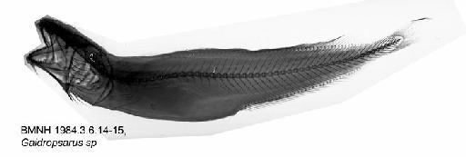 Gaidropsarus sp - BMNH 1984.3.6.14-15, Gaidropsarus sp, Radiograph