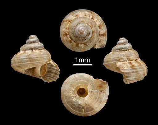 Cyathopoma leptomita Sykes, 1898 - 1958.1.14.31-32, Syntypes, Cyathopoma leptomita Sykes, 1898 - B