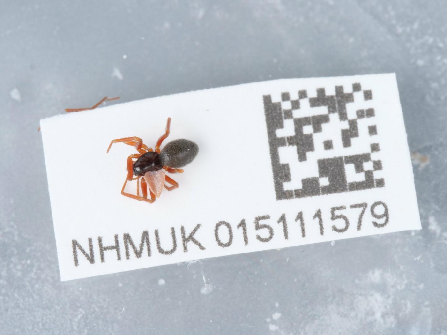 Minyriolus pusillus