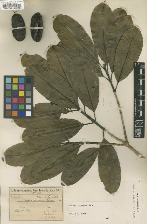 Vochysia guianensis Aubl. - BM000566745