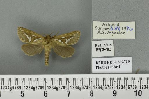 Korscheltellus lupulina (Linnaeus, 1758) - BMNHE_502709_186313