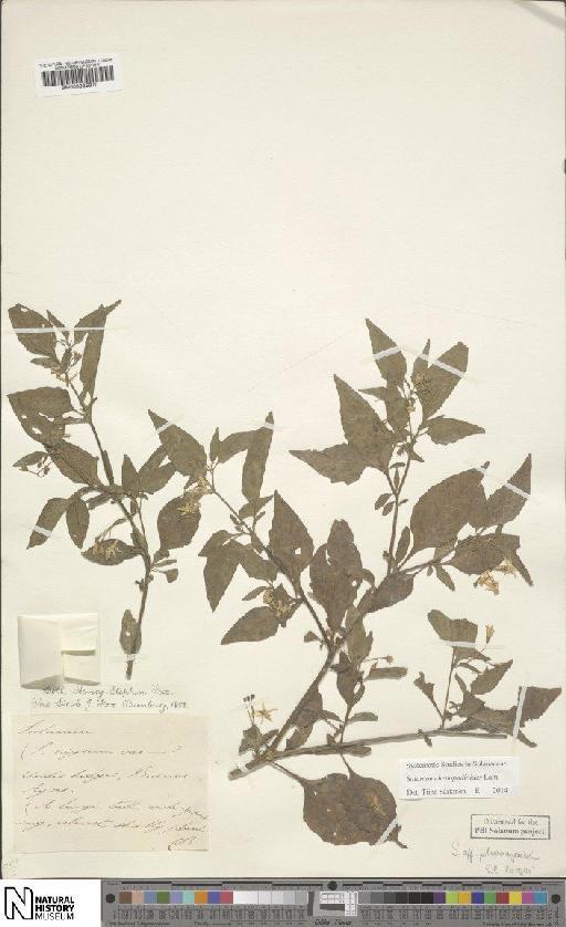 Solanum pilcomayense Morong - BM000935970