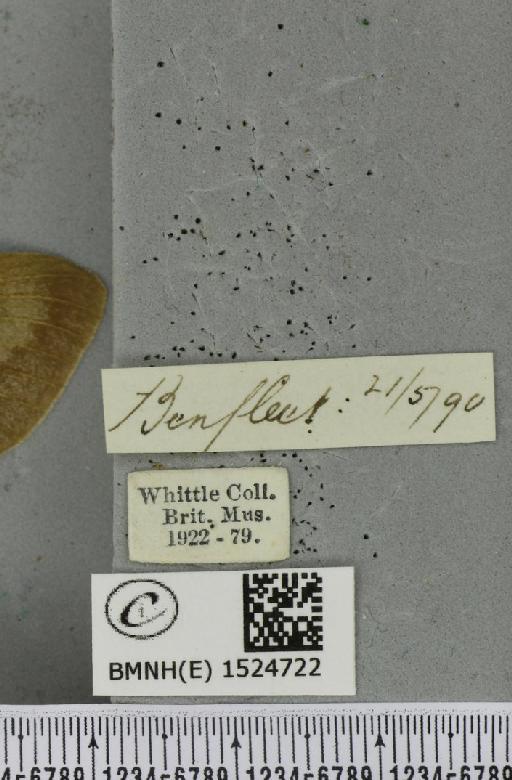 Macrothylacia rubi (Linnaeus, 1758) - BMNHE_1524722_label_196097