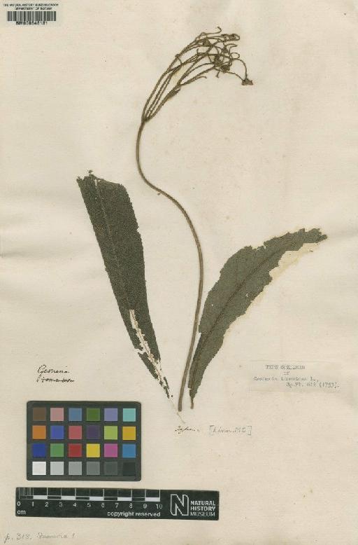 Gesneria tomentosa L. - BM000646181