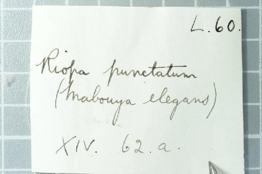 Lygosoma punctatum - Image of specimen 1946.8.7.16