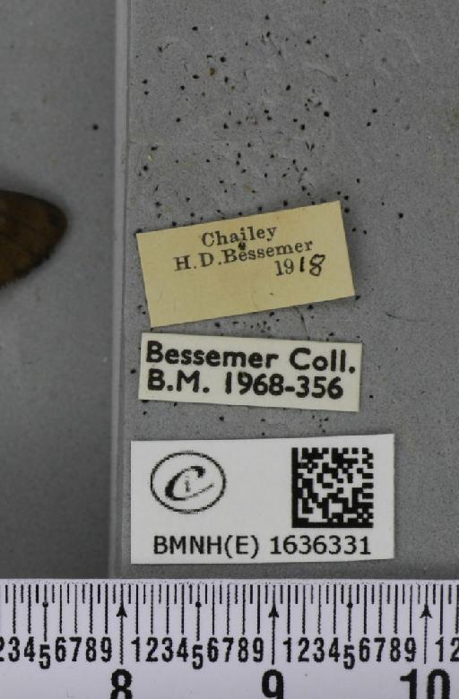 Macroglossum stellatarum (Linnaeus, 1758) - BMNHE_1636331_label_206047