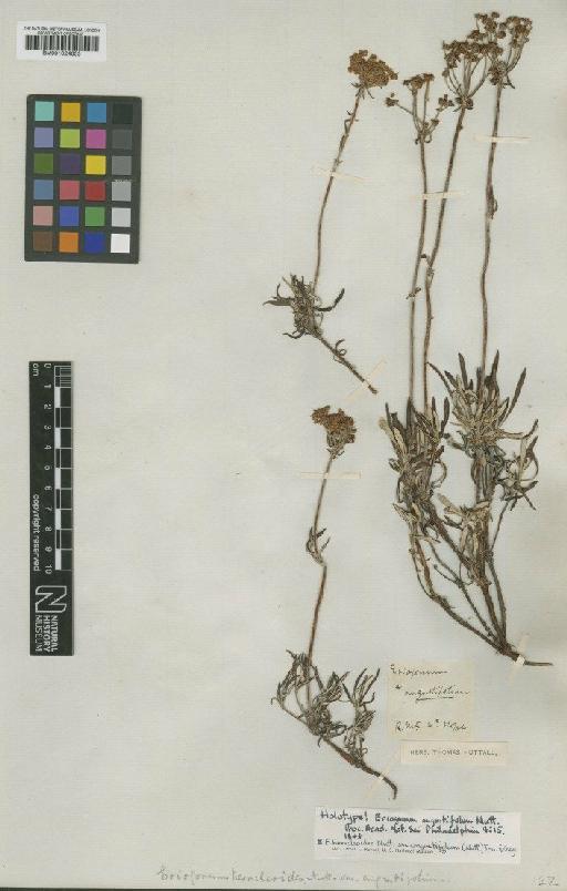 Eriogonum heracleoides var. angustifolium (Nutt.) Torr. & A.Gray - BM001024603