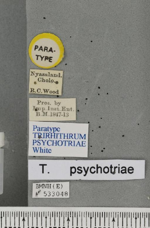 Trirhithrum psychotriae White, 2003 - Peter_060032_label_27684