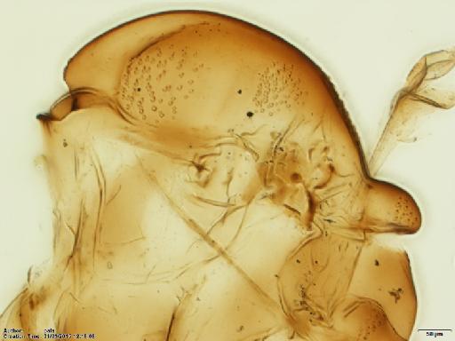 Warileya lumbrerasi Ogusuku et al., 1996 - Warileya_lumbrerasi-BMNH(E)1721981_PT-male_upper_thorax-10x.tif