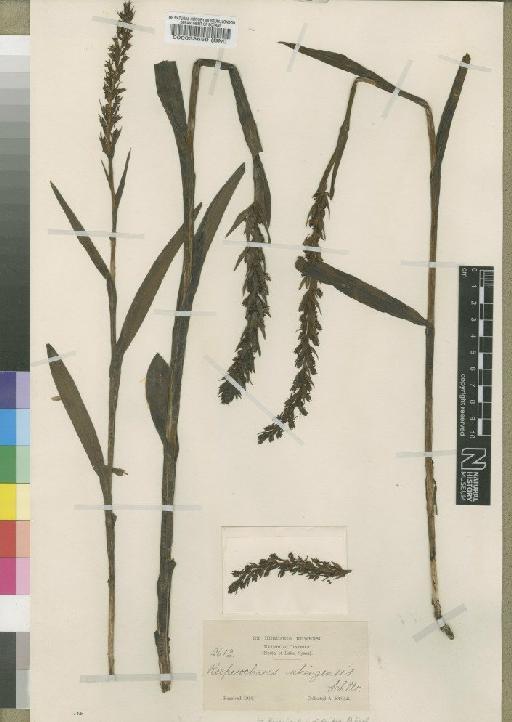 Habenaria peristyloides A.Rich. - BM000033659