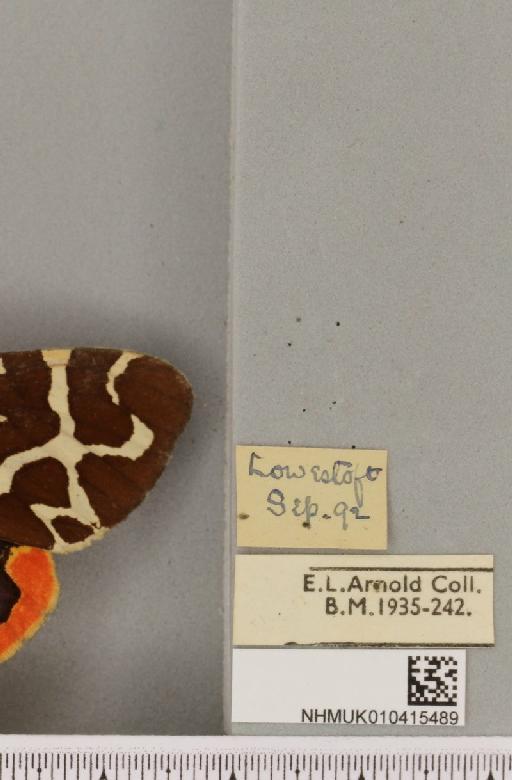 Arctia caja (Linnaeus, 1758) - NHMUK_010415489_label_519649