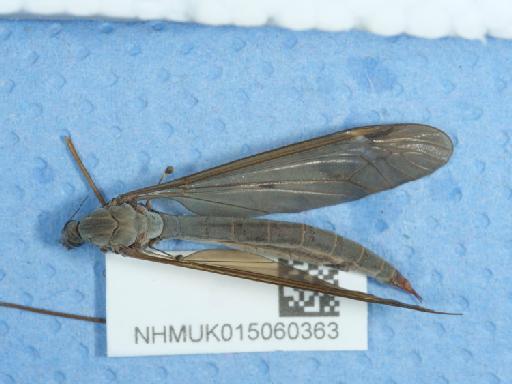 Tipula fulvipennis Walker, 1848 - 015060363_1
