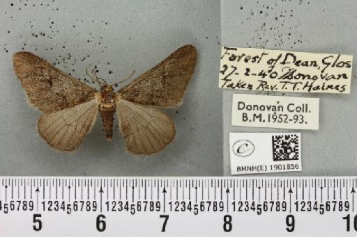 Agriopis leucophaearia ab. merularia Weymer, 1878 - BMNHE_1901856_462524