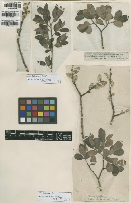 Salix cinerea L. - BM000909406