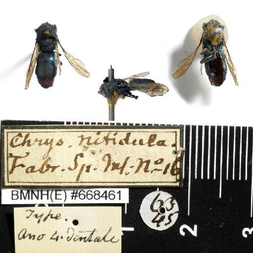 Chrysis nitidula Fabricius, 1775 - Chrysis_nitidula-BMNH(E)#668461-type-habiti
