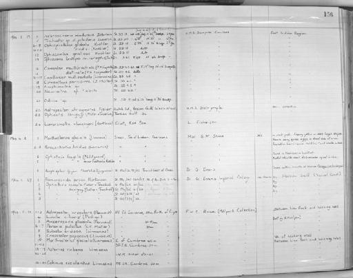 Astropecten phragmorus Fisher, 1913 - Zoology Accessions Register: Echinodermata: 1935 - 1984: page 156