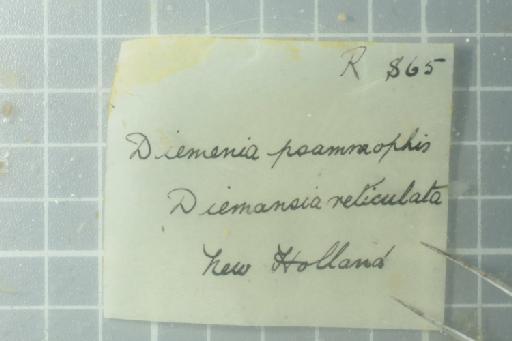 Demansia reticulata Gray, 1842 - Image of specimen 1946.1.18.33
