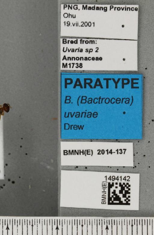 Bactrocera (Bactrocera) uvariae Drew, 2011 - BMNHE_1494142_label_44642