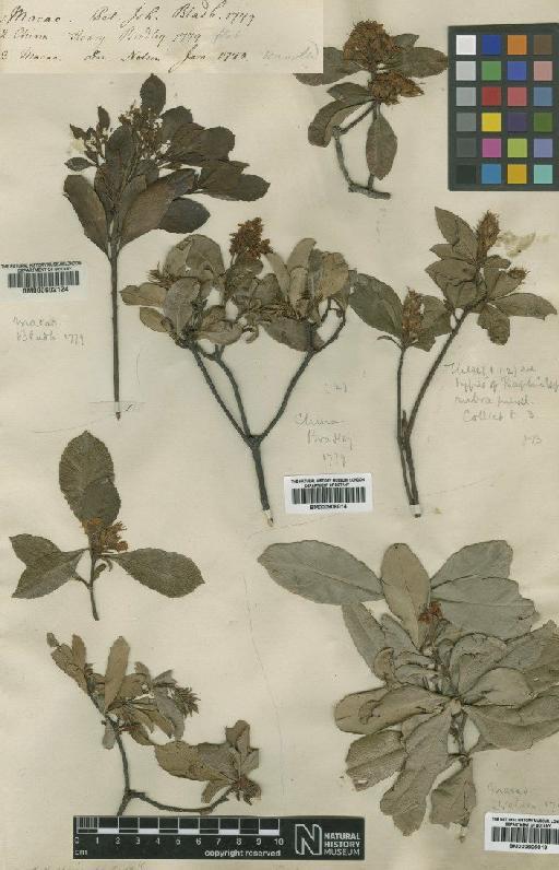 Rhapiolepis rubra Lindl. - BM000906019