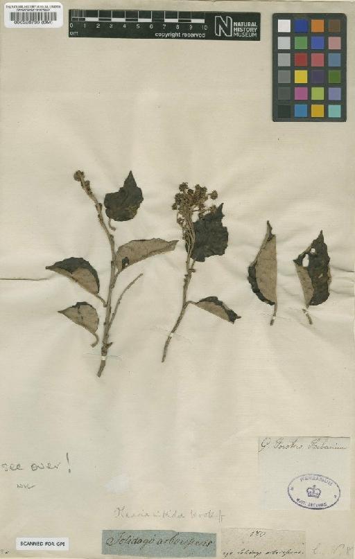 Olearia arborescens (G.Forst.) Cockayne & Laing - BM000528790