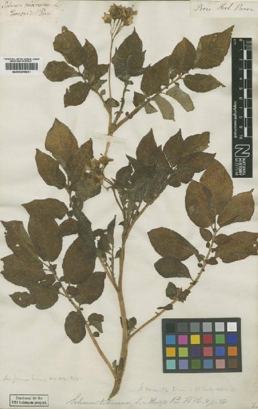 Solanum tuberosum L. - BM000815921
