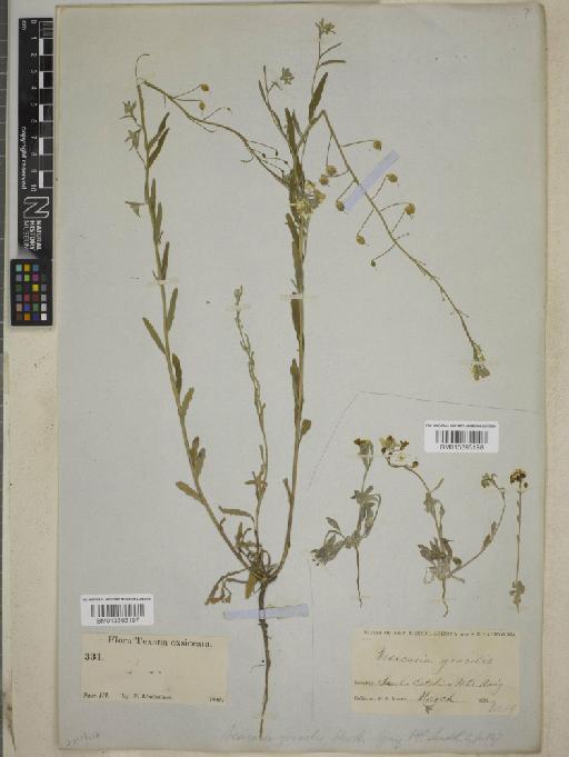 Lesquerella gracilis subsp. gracilis - BM013393197